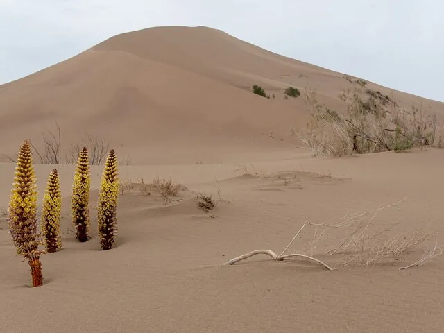 Des plantes désertiques jaunes poussant dans le sable devant une grande dune.
